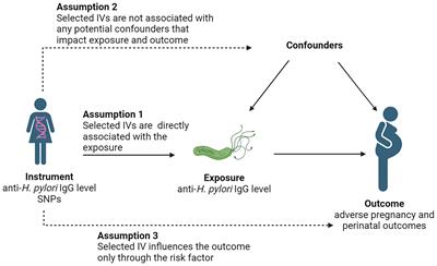 Causal associations between Helicobacter pylori infection and pregnancy and neonatal outcomes: a two-sample Mendelian randomization study